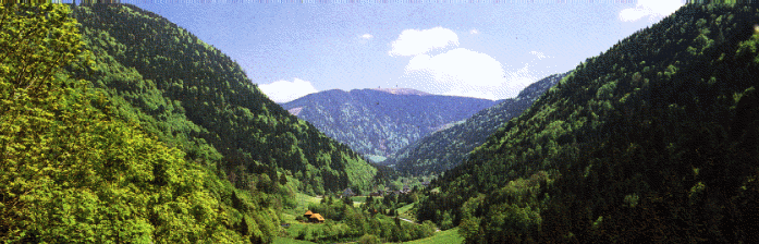 Black Forest (Feldberg)
